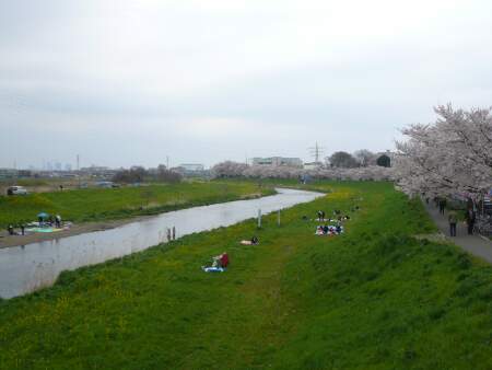 柳瀬川の桜5.jpg
