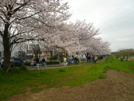 柳瀬川の桜１.jpg