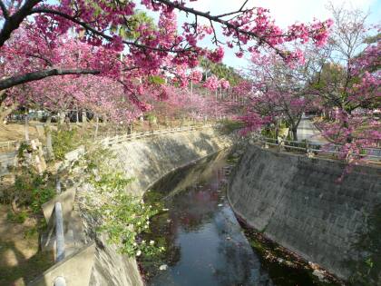与儀公園の桜