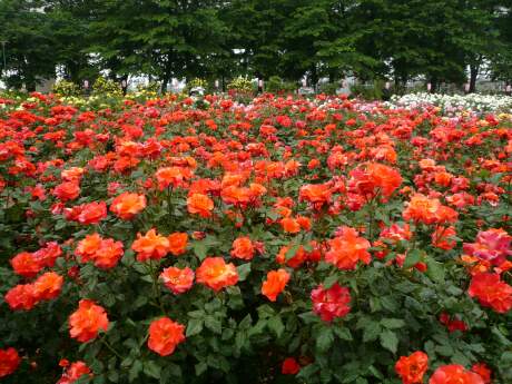 与野公園のバラ2.jpg
