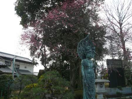 蓮花院 梅.jpg