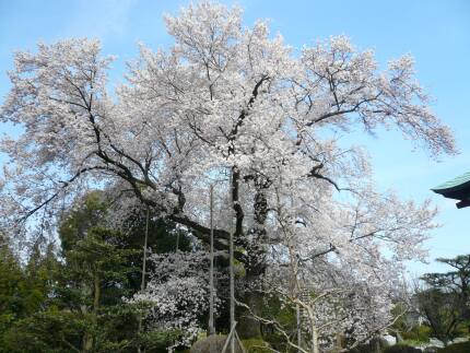 曼荼羅寺の彼岸桜2.jpg