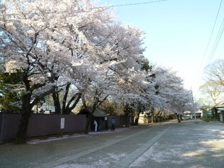 勝願寺の桜2.jpg