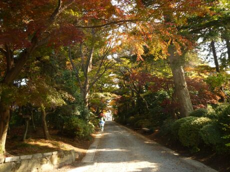 金剛寺の紅葉2.jpg