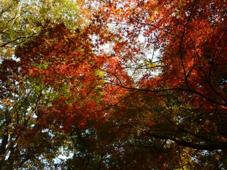 金剛寺の紅葉3.jpg