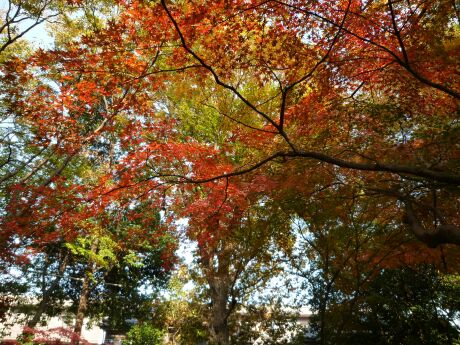 金剛寺の紅葉4.jpg