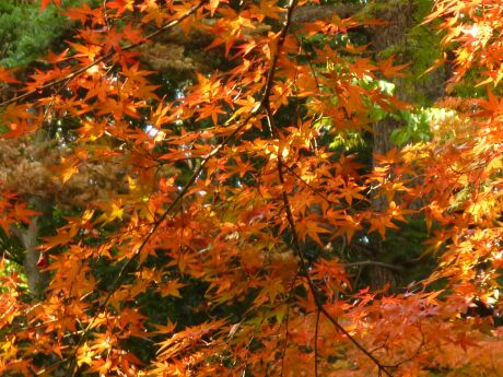 金剛寺の紅葉5.jpg