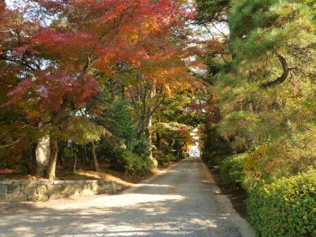 金剛寺の紅葉1.jpg