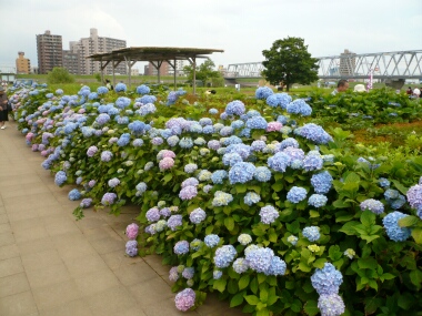 小岩の紫陽花