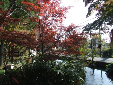 弁天池の紅葉