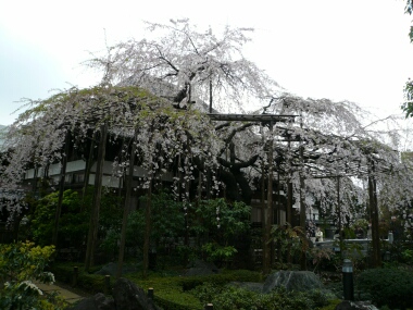玉蔵院の桜