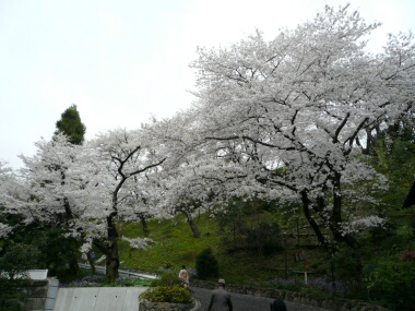 鳩山会館の桜