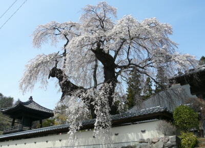福王寺の桜