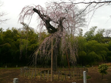 普門寺の桜
