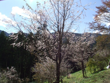 城峯公園　冬桜