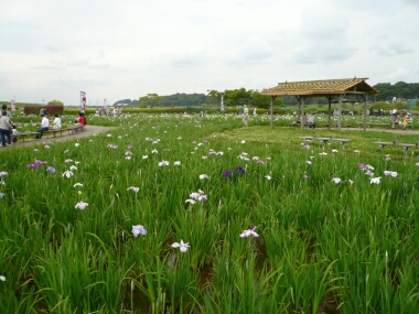 小岩菖蒲園
