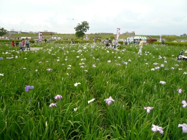 小岩菖蒲園