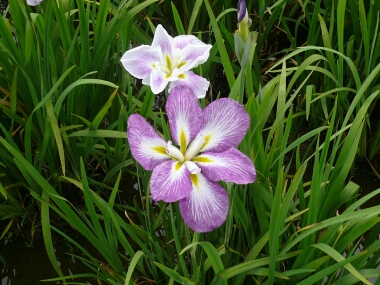 小岩菖蒲園