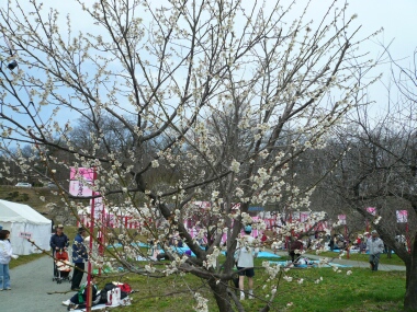 真室川公園の梅
