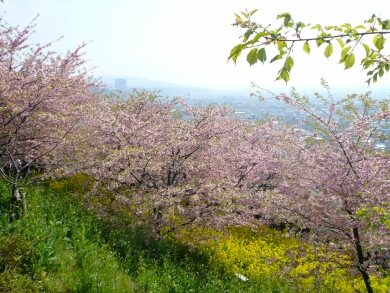 松田の河津桜