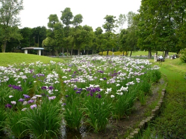 水元公園の菖蒲 東京都葛飾区 日本隅々の旅 全国観光名所巡り グルメ日記