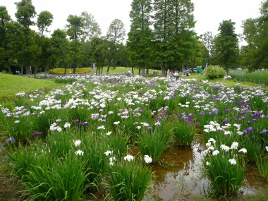 水元公園の菖蒲