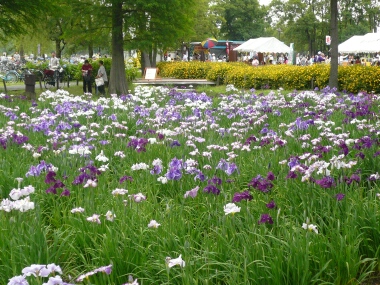 水元公園の菖蒲
