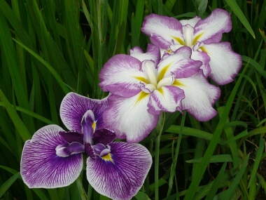 水元公園の菖蒲