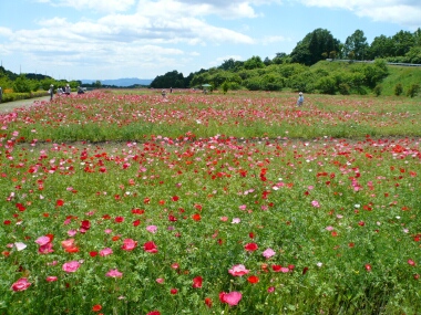 秋間のポピー畑 群馬県安中市 観光名所 日本隅々の旅 全国観光名所巡り グルメ日記