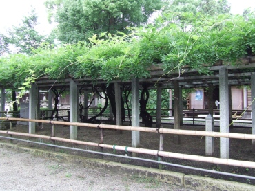 天然記念物の藤