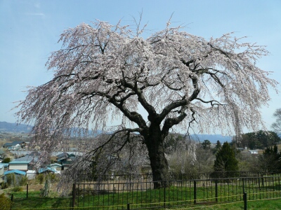 関所破りの桜