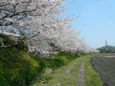 瀬山の桜