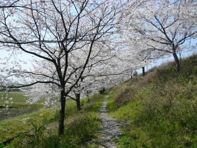 瀬山の桜