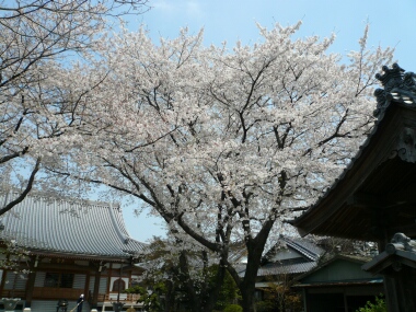 長福寺の桜