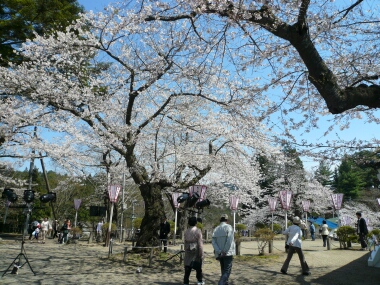 横手城 桜