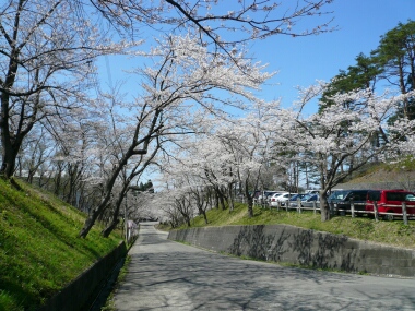横手城　桜
