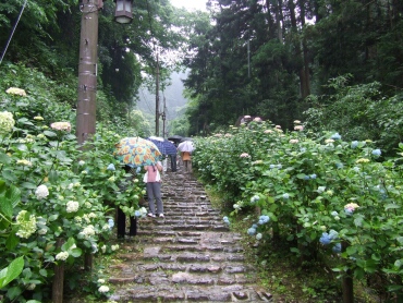 あじさい坂2.jpg