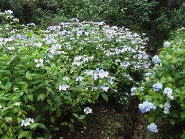 あじさい坂3.jpg