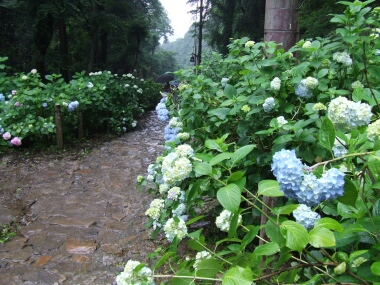 あじさい坂5.jpg