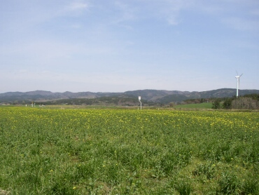 横浜町の菜の花2.jpg