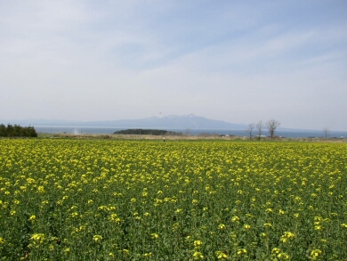横浜町の菜の花3.jpg
