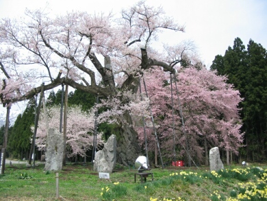 釜の越桜１.jpg