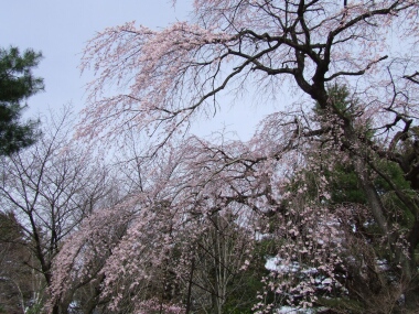 関川寺の結城桜3.jpg