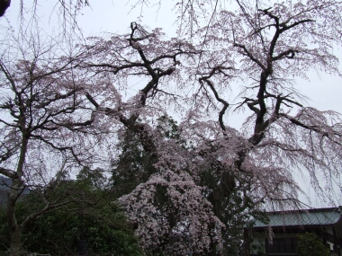 鏡圓坊の桜3.jpg