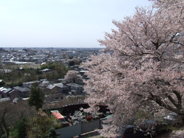 山前公園の桜3.jpg