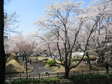 小泉城の桜１.jpg