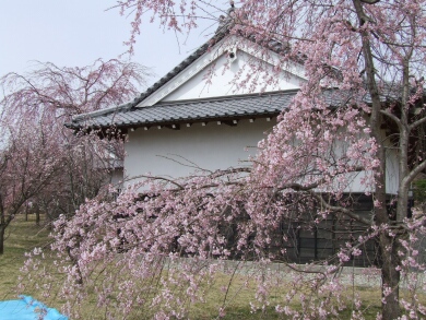 小峰城の桜3.jpg