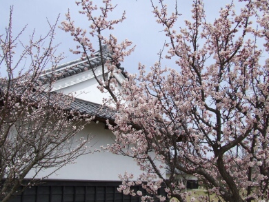 小峰城の桜4.jpg
