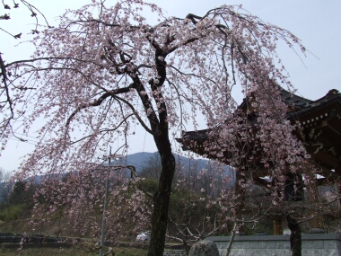 上沢寺の桜１.jpg