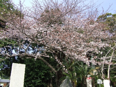 清見寺の桜１.jpg
